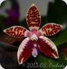 Phal. corningiana